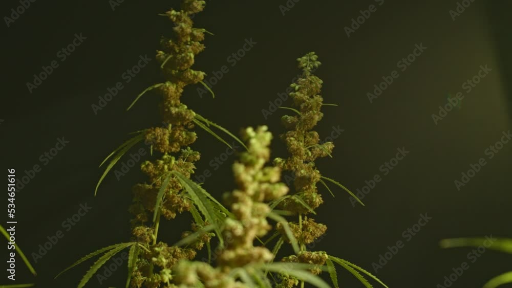 Green male hemp flowers begin to bloom.The male hemp flowers are in full bloom and ready to release the pollen..Cannabis plant. Cannabis medicine leaf. hemp flowers in blackground. Green male hemp flowers begin to bloom.The male hemp flowers are in full bloom and ready to release the pollen..Cannabis plant. Cannabis medicine leaf. hemp flowers in blackground.