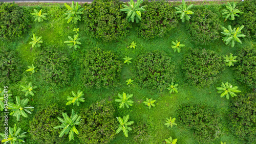 Aerial view of Cultivation trees and plantation in outdoor nursery. Beautiful agricultural garden. Cultivation business. Natural landscape background.