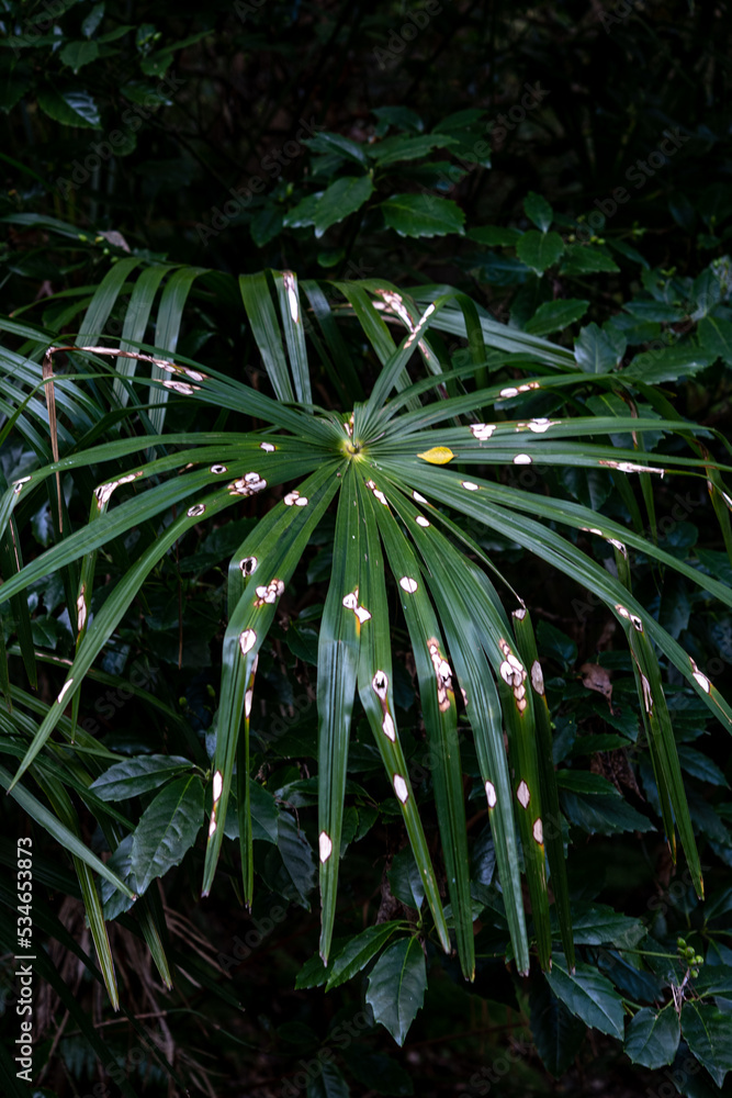 Obraz premium 病気にかかってそうな草