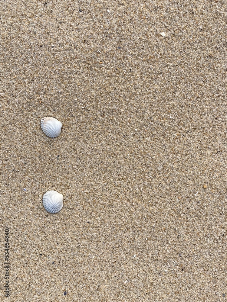 Seashells arranged as bullet points in sand on beach Seashells arranged as bullet points in sand on beach