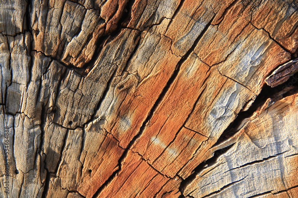 Wood background. Surface of a tree trunk: cracks, colour gradation and abstract cracks. Wood background. Surface of a tree trunk: cracks, colour gradation and abstract cracks.