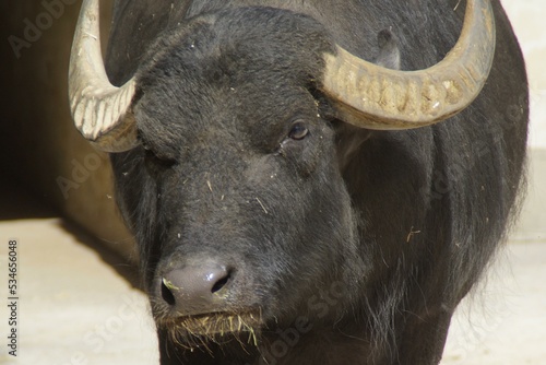 Buffalo is main animal of village life