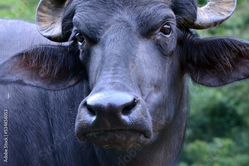 Buffalo is main animal of village life