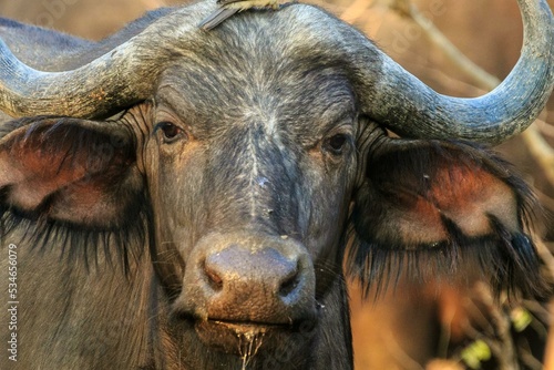 Buffalo is main animal of village life