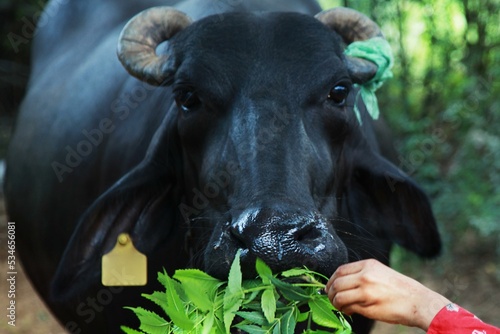 Buffalo is main animal of village life
