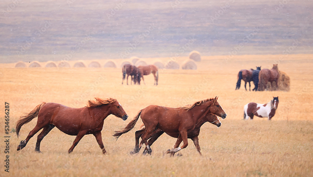 Naklejka premium horses running across the steppe, dynamic freedom herd
