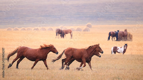 Fototapeta Naklejka Na Ścianę i Meble -  horses running across the steppe, dynamic freedom herd