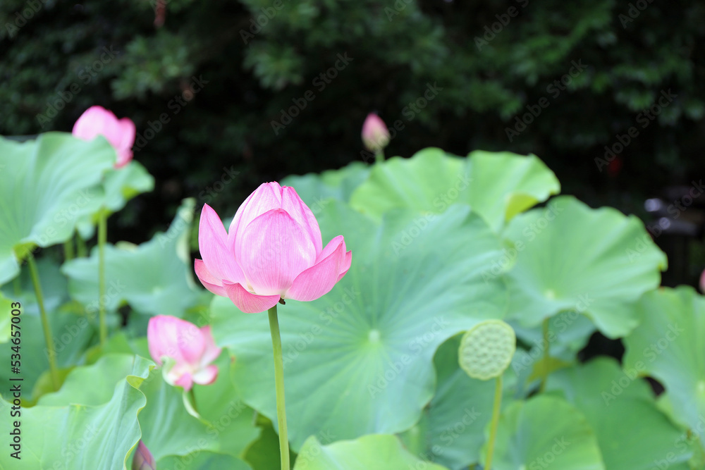 蓮の花