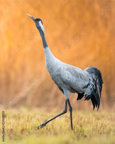 Wild common crane  grus grus  walking on hay field in spring nature. Large feathered bird landing on meadow from side view. Animal wildlife in wilderness