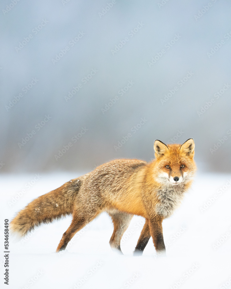 Obraz premium Fox Vulpes vulpes in winter scenery, Poland Europe, animal walking among snow in amazing warm light