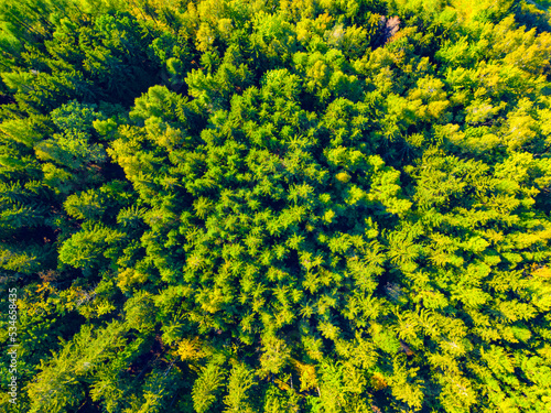 Green spruce forest from above