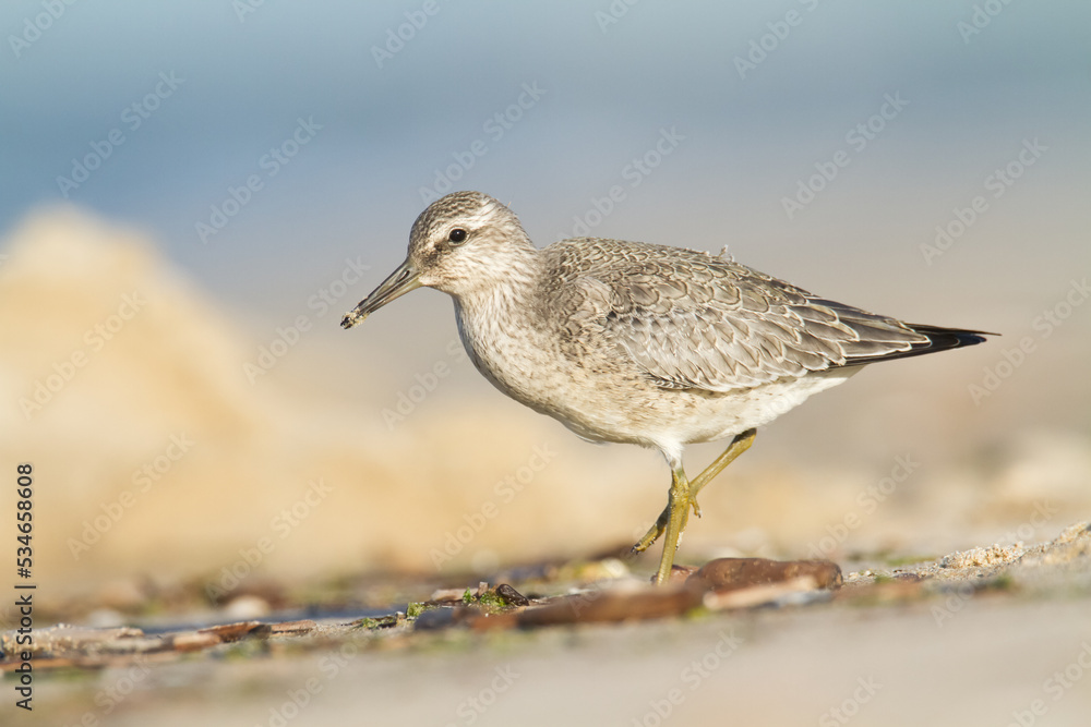 Shorebird - juvenile Calidris canutus, Red Knot on the Baltic Sea shore, migratory bird Poland Europe Shorebird - juvenile Calidris canutus, Red Knot on the Baltic Sea shore, migratory bird Poland Europe
