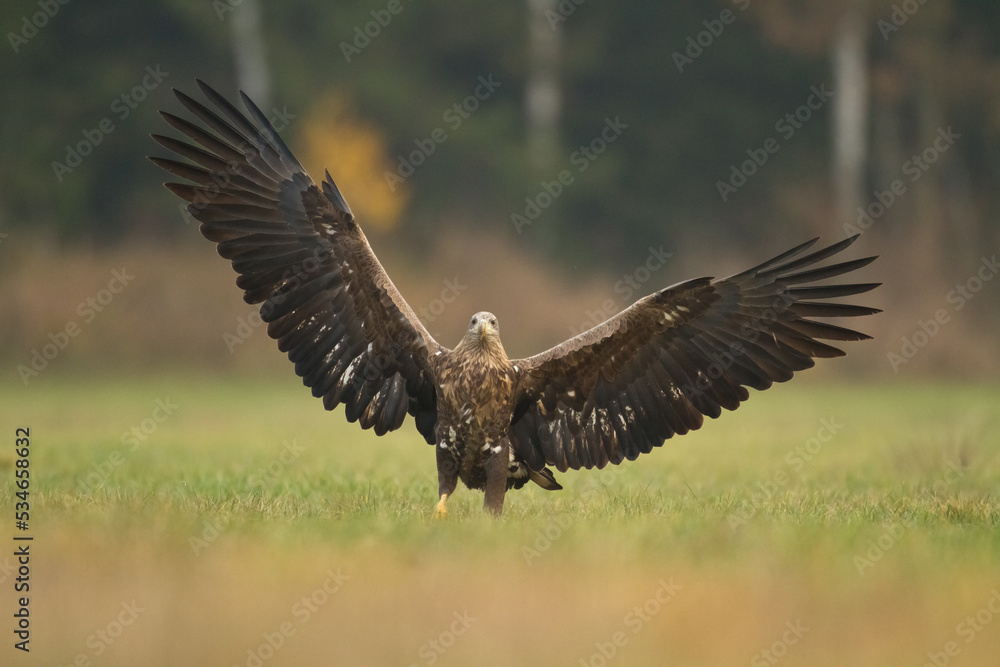 Obraz premium Majestic predator White-tailed eagle, Haliaeetus albicilla in Poland wild nature