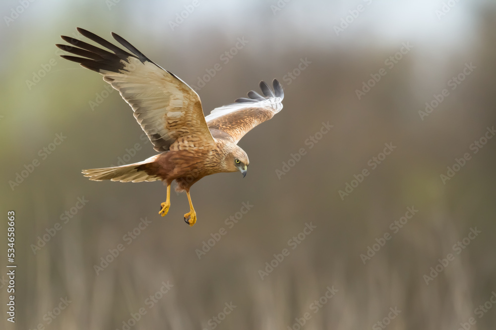 Flying Birds of prey Marsh harrier Circus aeruginosus, hunting time Poland Europe	
