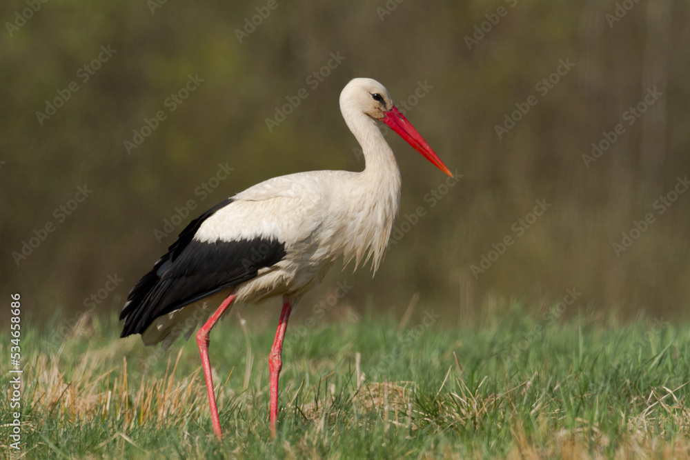 Fototapeta premium Bird White Stork Ciconia ciconia hunting time early spring in Poland Europe