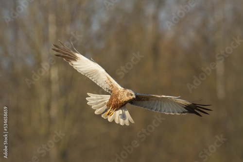 Flying Birds of prey Marsh harrier Circus aeruginosus, hunting time Poland Europe 