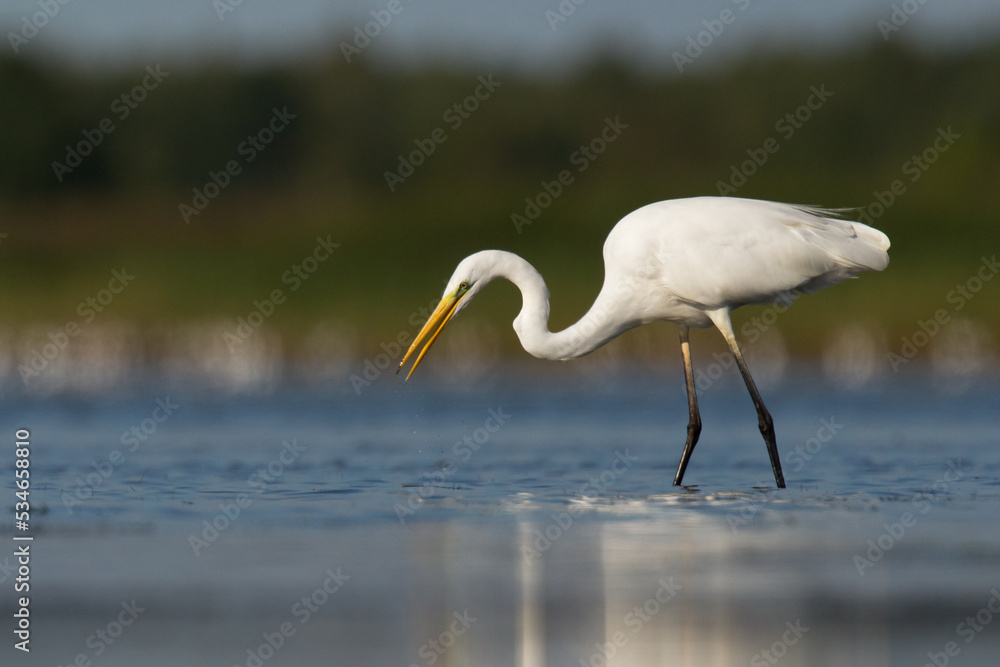 Obraz premium Bird Egretta alba Great Egret white bird on dark black background