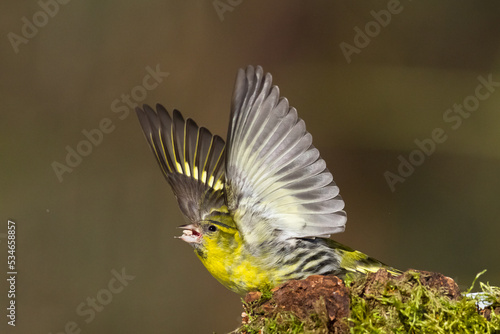 Bird Siskin Carduelis spinus male, small yellow bird, winter time in Poland Europe © Marcin Perkowski