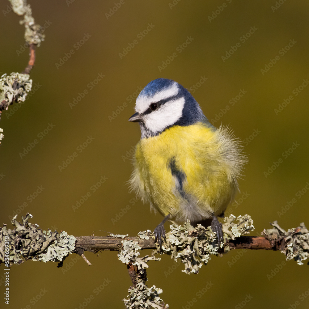 Bird - Blue Tit Cyanistes caeruleus perched on tree