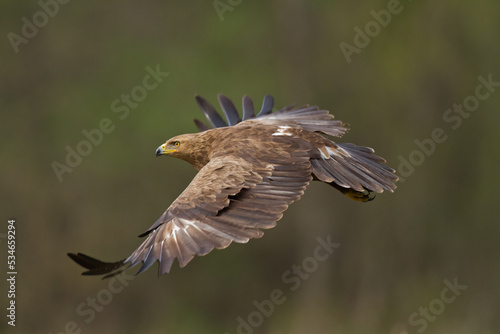 Birds of prey - Lesser Spotted Eagle Aquila pomarina © Marcin Perkowski