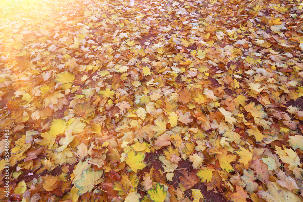 yellow fallen leaves abstract background, calendar golden fall yellow fallen leaves abstract background, calendar golden fall