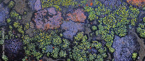 lichen moss texture background, nature abstract old stone