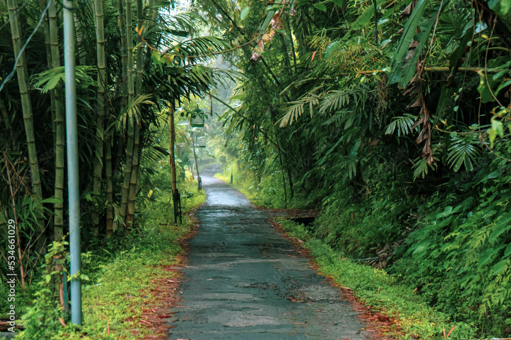 A straight path with lush greenery around it which is very peaceful and fresh in the morning in a countryside A straight path with lush greenery around it which is very peaceful and fresh in the morning in a countryside