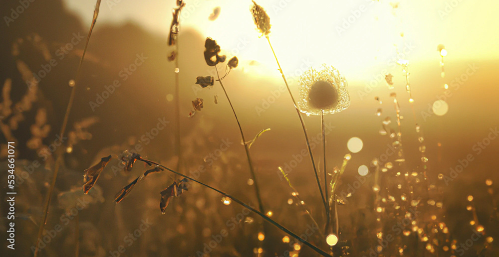 nature background at sunrise, close up nature background at sunrise, close up