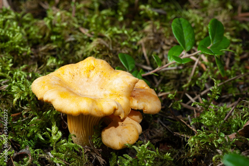 Bright orange chanterelle mushrooms