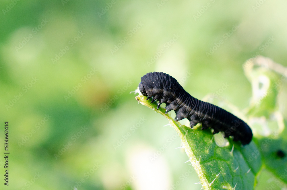 Larva of the rapeseed sawfly, Athalia rosae. Rape sawfly on autumn rapeseed, close-up. Pest of cruciferous crops that damages rapeseed plants in autumn.