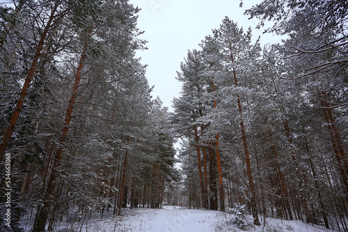 Fototapeta Naklejka Na Ścianę i Meble -  winter fir trees in the forest landscape with snow covered in december