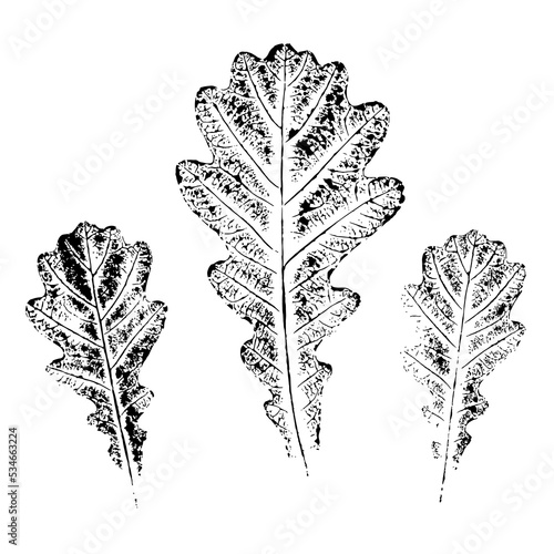 Tableau sur toile A set of oak leaves