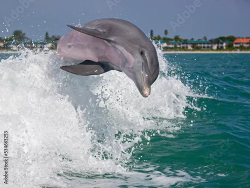 Fototapeta A happy dolphin leaping through the waves in the Gulf of Mexico in Sanibel, Florida.