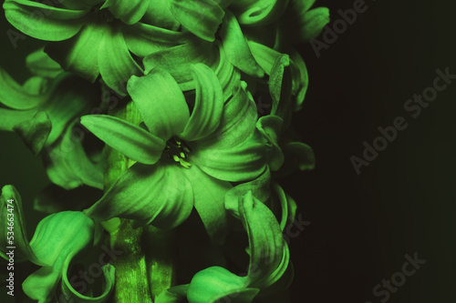 Hyacinth flower under green light. home plant in the dark