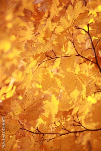 autumn leaves on the ground