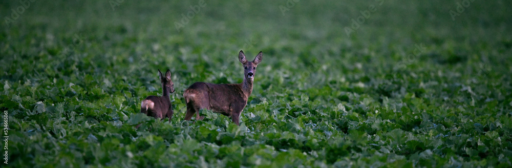 Roe deer // Europäisches Reh (Capreolus capreolus)