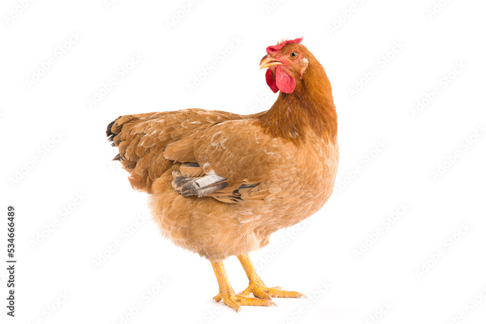 Fototapeta premium Brown hen isolated on white background