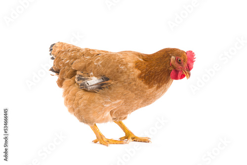 Brown hen isolated on white background
