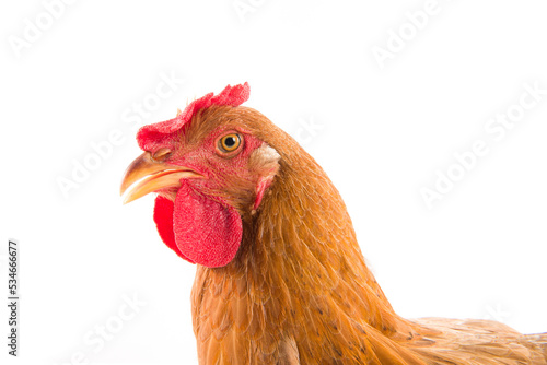brown female chicken hen isolated on white background use for farm animals and livestock theme