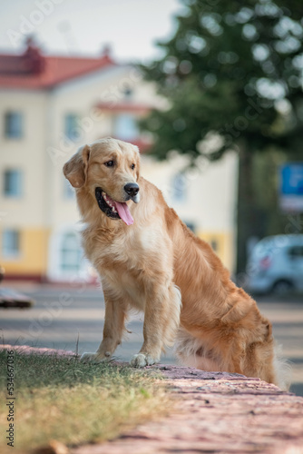 Purebred beautiful golden retriever for a walk in the park.