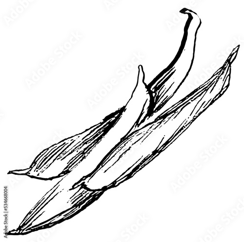 Snake gourd