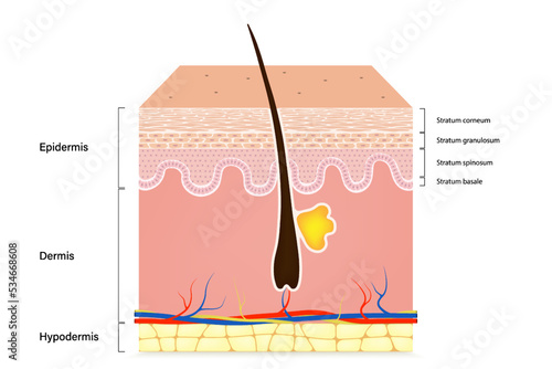 Human skin anatomy. Skin layers. Epidermis, dermis, hypodermis. photo