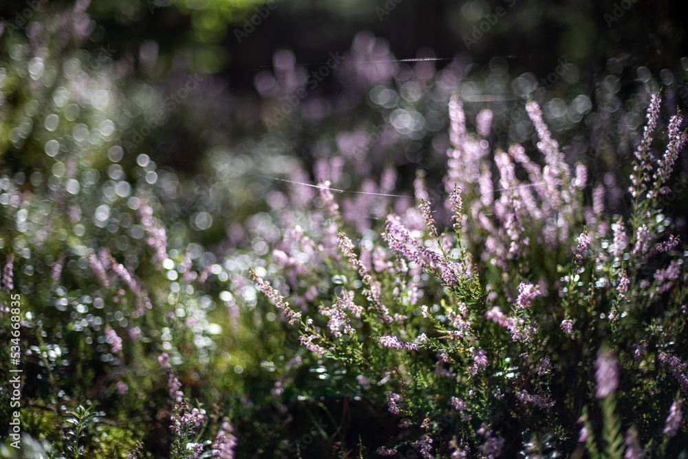 Gossamer on wild heather in the forest in the morning Gossamer on wild heather in the forest in the morning