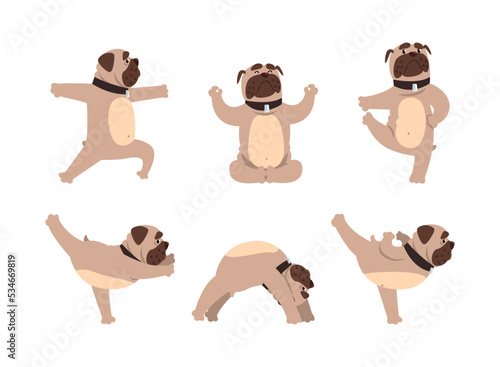 Cute pug practicing yoga set. Funny pet animal doing stretching exercises cartoon vector illustration