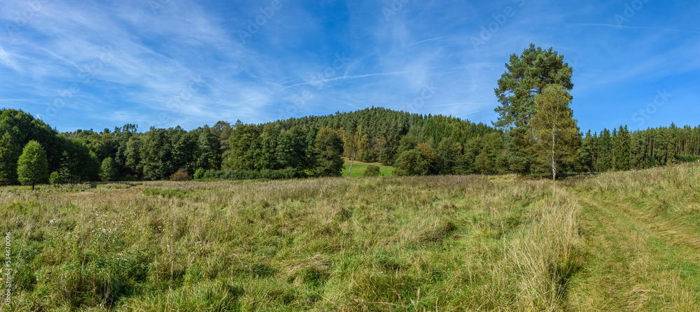 landscape with grassy clearing among forests