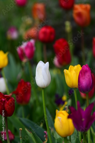 Tulpe