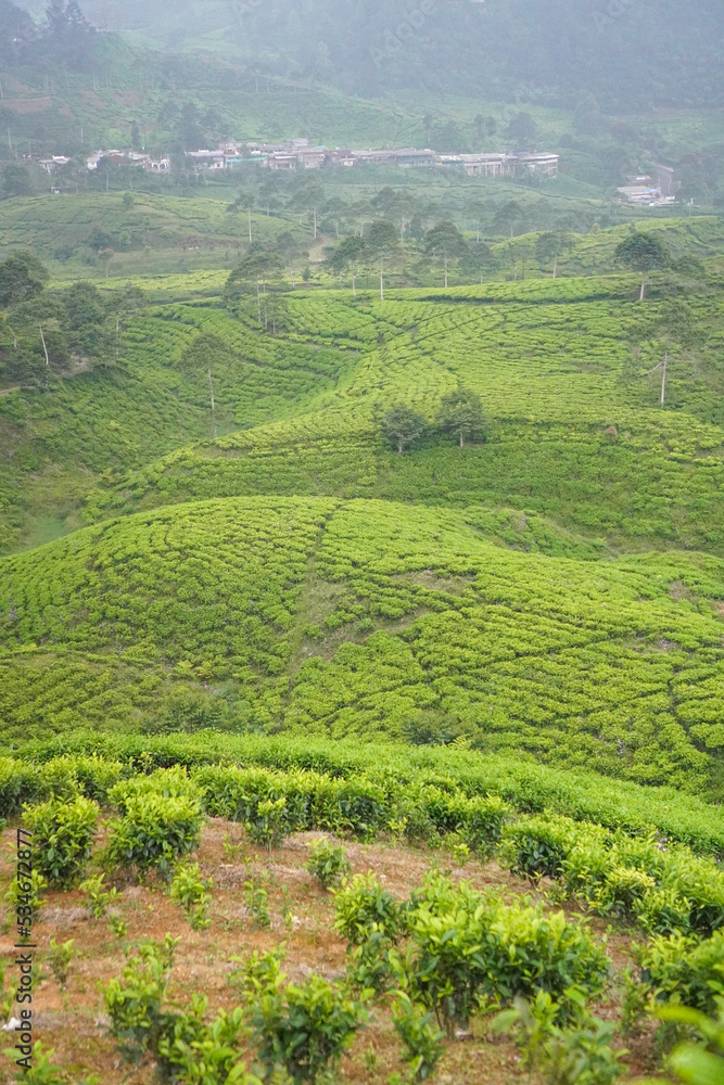 Tea Cultivation in Puncak Bogor, Indonesia