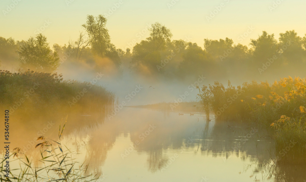 Obraz premium The edge of a foggy lake with reed and withered wild flowers in wetland in sunlight at sunrise in autumn, Almere, Flevoland, The Netherlands, September, 2022