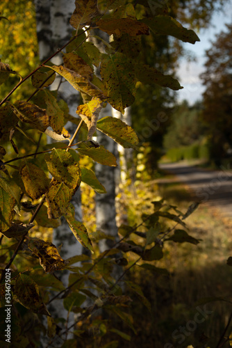Birch on the side of the road
