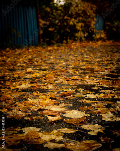 autumn in the park